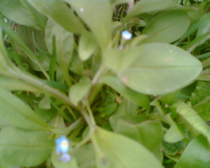 Picture 128 - Diverse flori