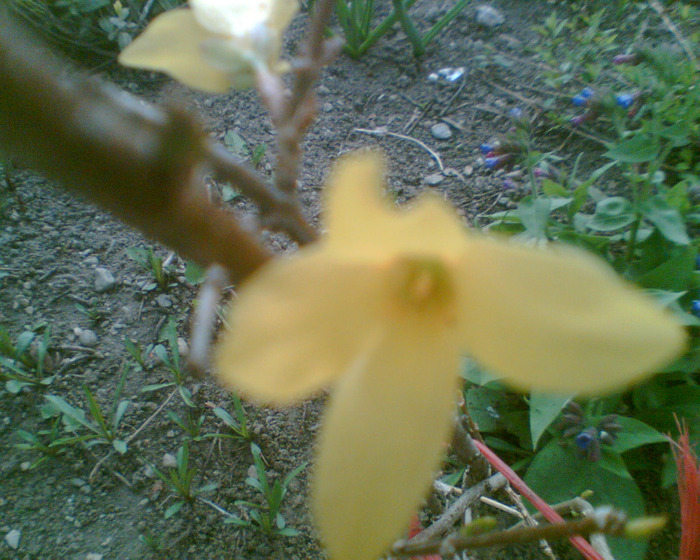 Picture 122 - Forsythia