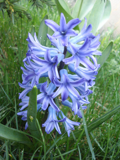 Hyacinth Blue Jacket (2011, April 07) - Hyacinth Blue Jacket