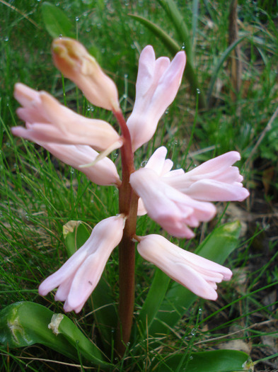 Hyacinth Fondant (2011, April 07)