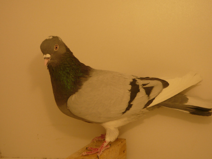 prins in data de 04.05.2011