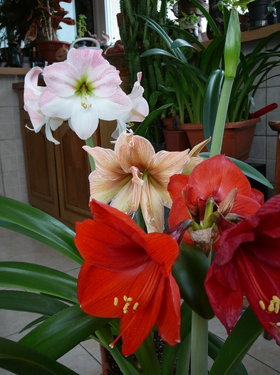 aprilie 2011 016 - amaryllis