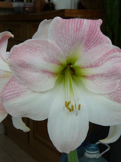 aprilie 2011 Apple Blossom - amaryllis