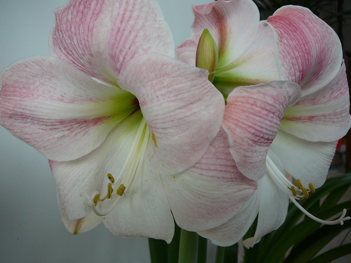 Apple Blossom - amaryllis