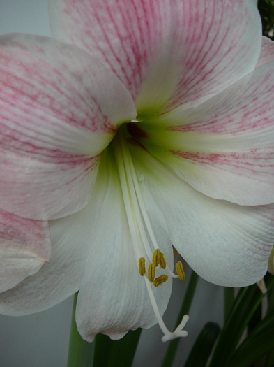 aprilie 2011 020 - amaryllis