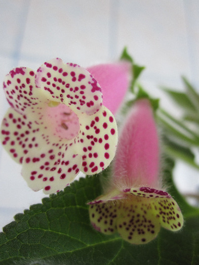 kohleria jardin du monet; 07 aprilie 2011
