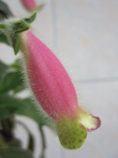 kohleria jardin du monet; 07 aprilie 2011
