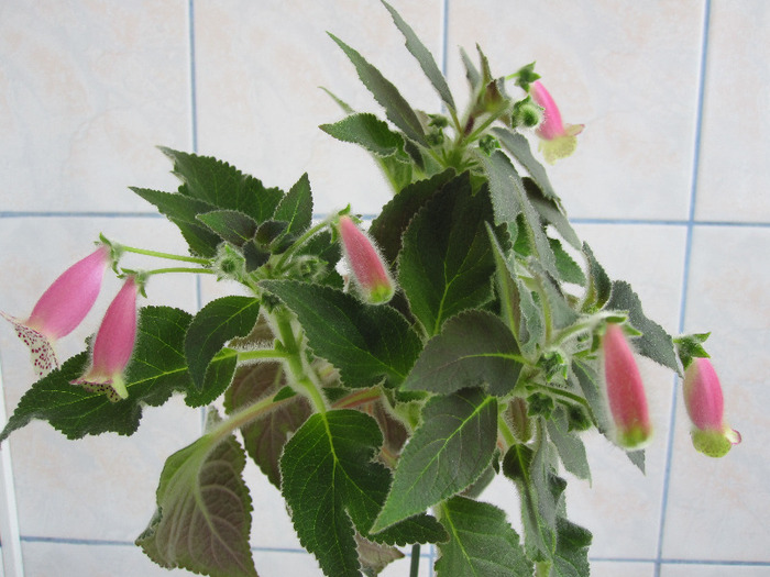 kohleria jardin du monet; 07 aprilie 2011
