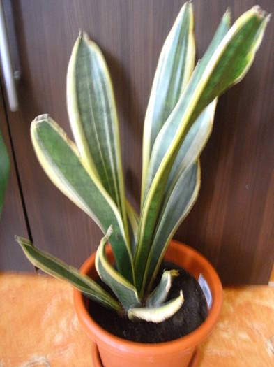 sansevieria trifasciata variegata - Florile mele 2010-2011