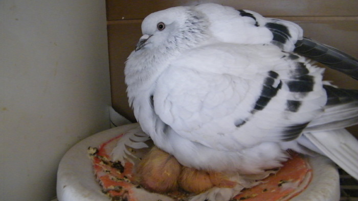 DSCF1262; Femela cu primii pui de Takla
