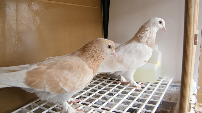 DSCF1266; Noii sositi Takla
