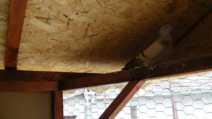 DSCF1270; Tata puilor
