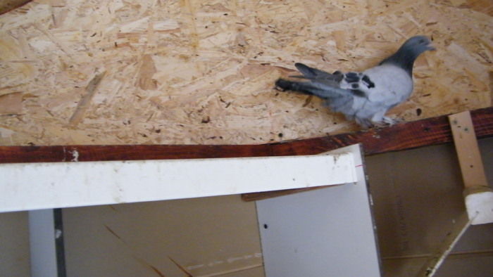 DSCF1271; Puisor Takla la naparlire
