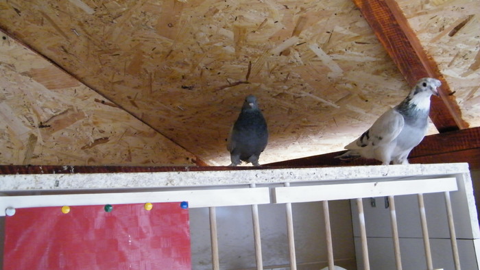 DSCF1272; Amandoi puisorii
