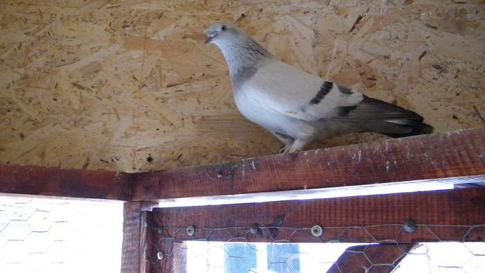 DSCF1274; Tot tata puisorilor cei mici
