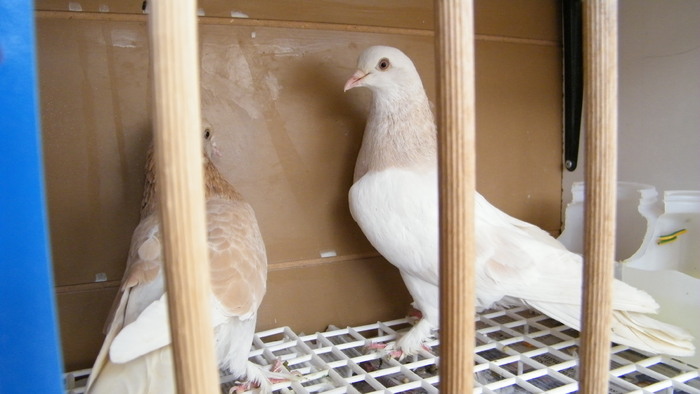 DSCF1275; Tot noii sositi
