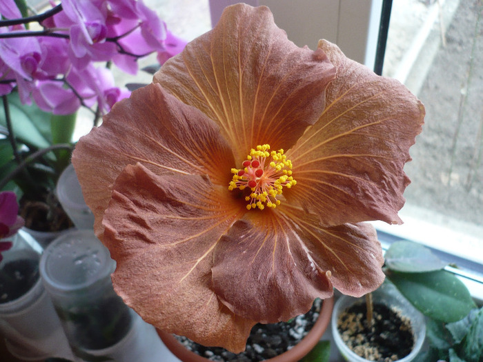 P1060423