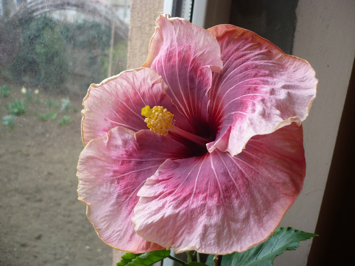 P1060424