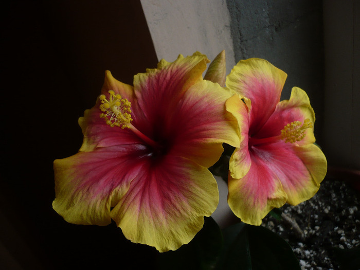 P1060428