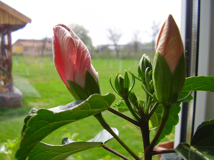 chaterina - hibiscus