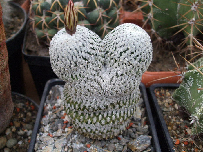 Pelecyphora pseudopectinata