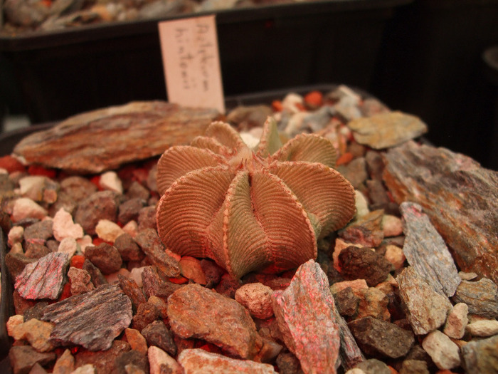 Aztekium hintonii