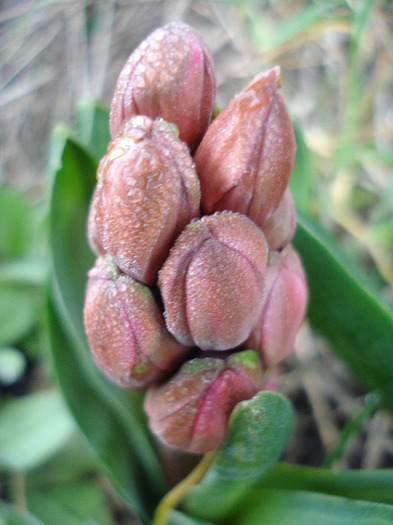 Hyacinthus Hollyhock (2011, April 07) - Hyacinth Hollyhock