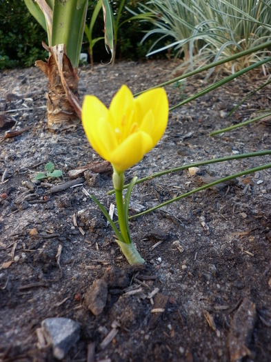 8.04.11 - Crocus