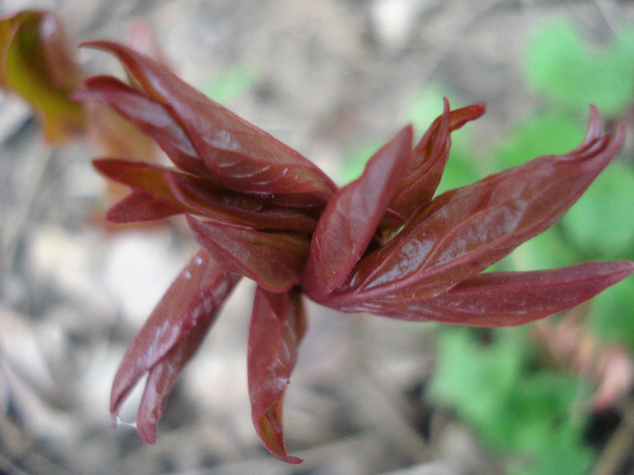 Peony. Bujor (2011, April 08) Peony. Bujor (2011, April 08)