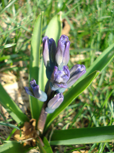 Blue Hyacinth_Zambila (2011, Mar.31)