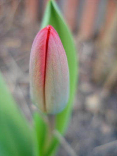 Tulip_Lalea (2011, March 31)