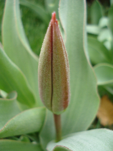 Tulip_Lalea (2011, March 31)