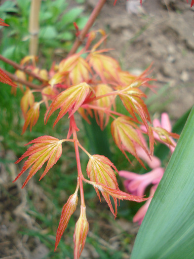 Acer palmatum Katsura (2011, April 08)