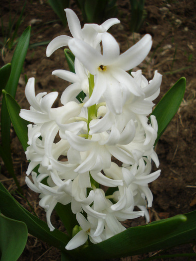 Hyacinth Carnegie (2011, April 08) - Hyacinth Carnegie