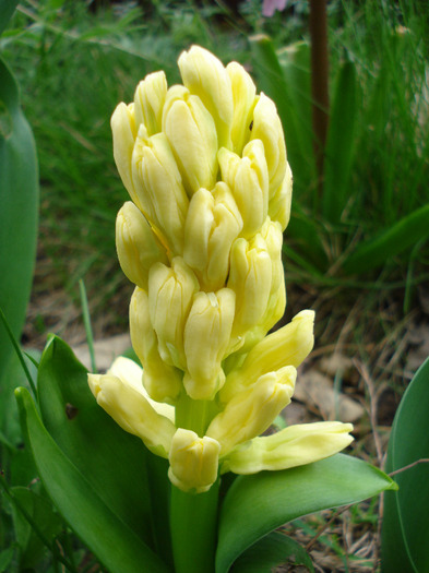 Hyacinth City of Haarlem (2011, April 08)