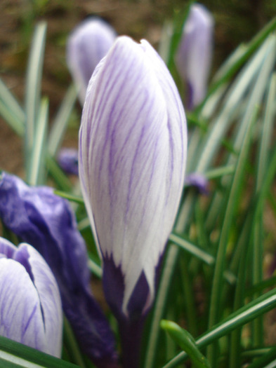 Crocus King of the Striped (2011, Apr.08) - Crocus King of the Striped