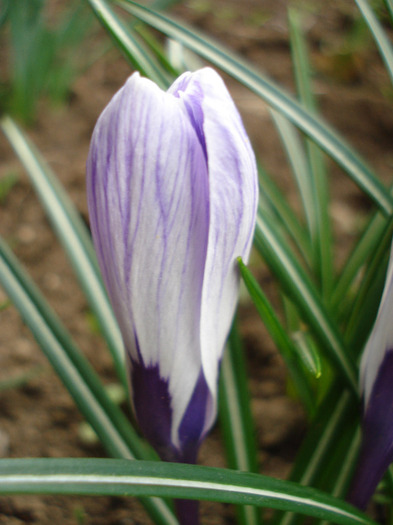 Crocus King of the Striped (2011, Apr.08)