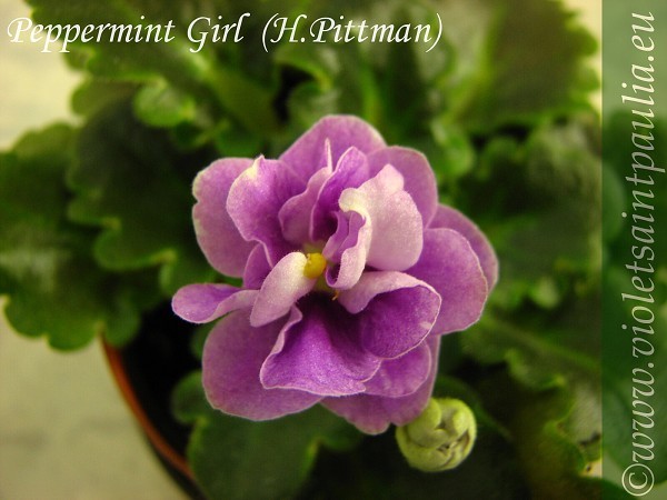 Peppermint Girl mini - x - Frunze violete comanda Cehia aprilie 2011