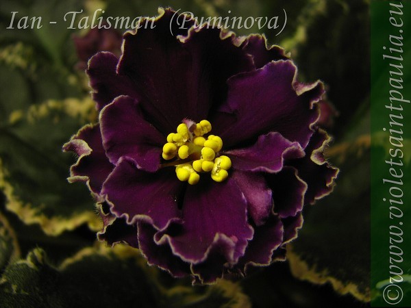 Ian - Talisman - x - Frunze violete comanda Cehia aprilie 2011