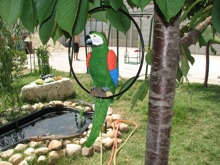 IMG_2532 - papagalul colorat din piatra