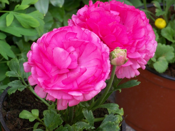 100_2276 - Flori 2011