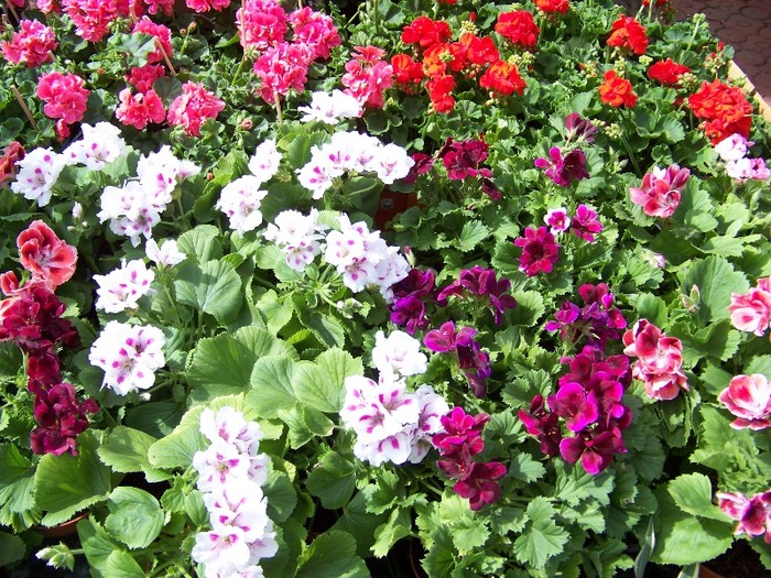 100_2187 - Expo flori Timisoara