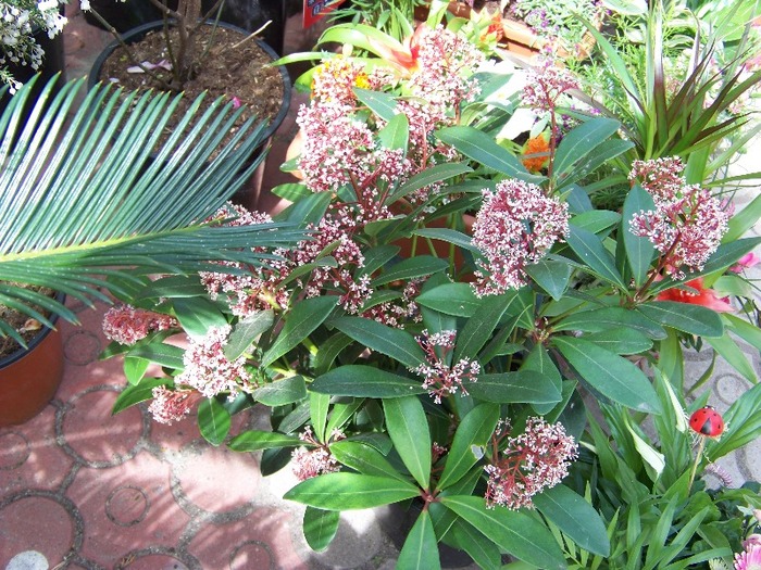 100_2188 - Expo flori Timisoara