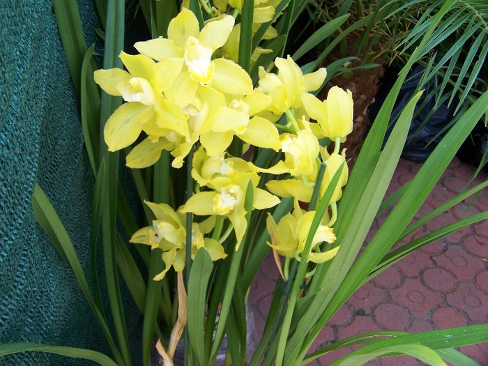 100_2189 - Expo flori Timisoara