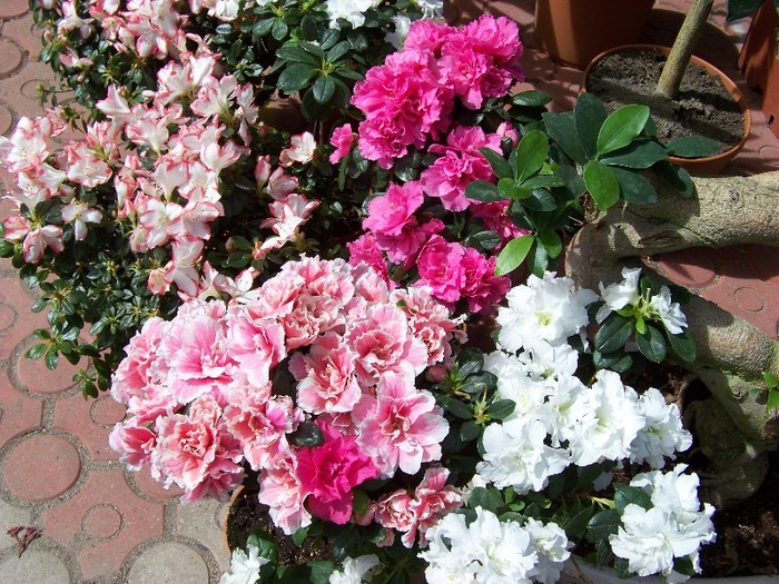 100_2190 - Expo flori Timisoara