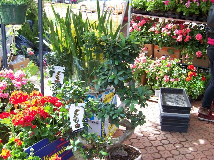 100_2191 - Expo flori Timisoara