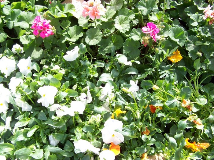 100_2199 - Expo flori Timisoara