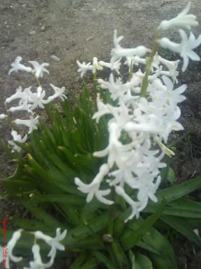 zambile albe - flori din gradinita mea