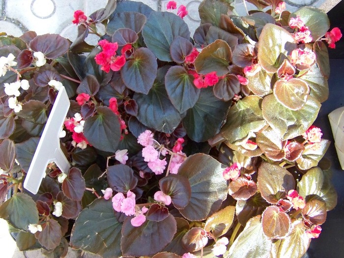 100_2225 - Expo flori Timisoara