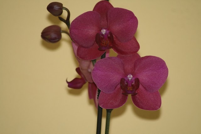 asa va inflori - poza nu-mi apartine - Phalaenopsis